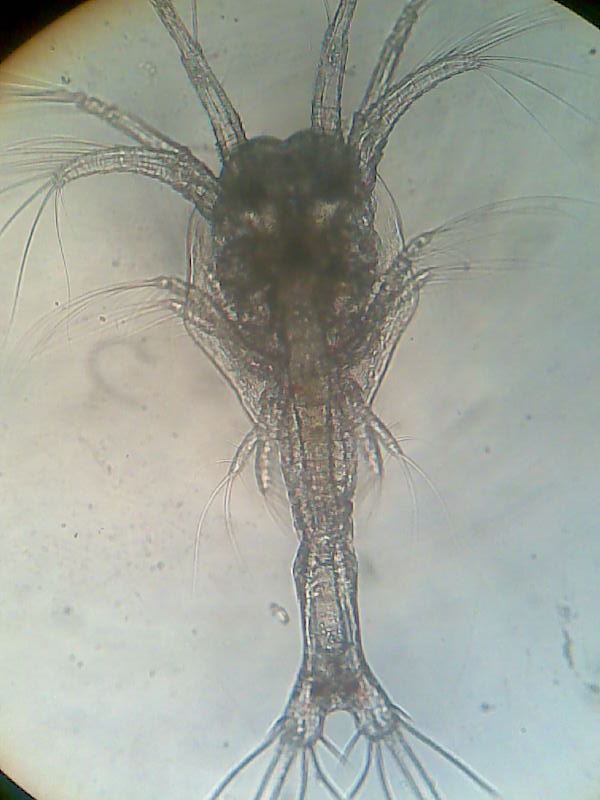 kiểm tra tôm post