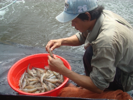 kiểm tra tôm