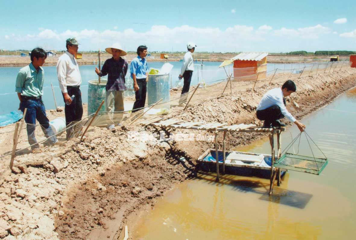 kiểm tra tôm bệnh