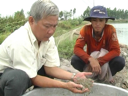 Ông Nguyễn Sỹ Khánh kiểm tra, theo dõi chất lượng tôm thả nuôi