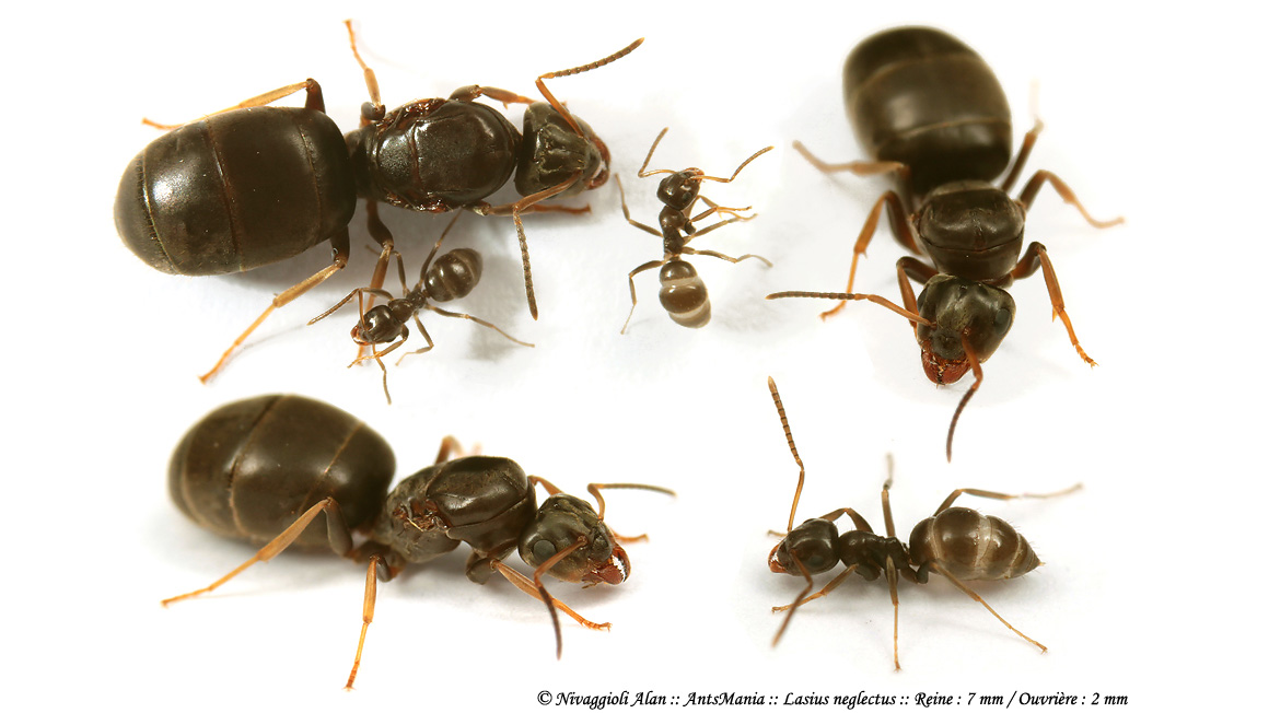Loài kiến giết đồng loại để ngăn dịch bệnh lan rộng
