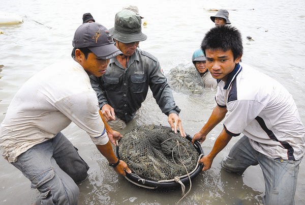 thu hoạch tôm thẻ chân trắng