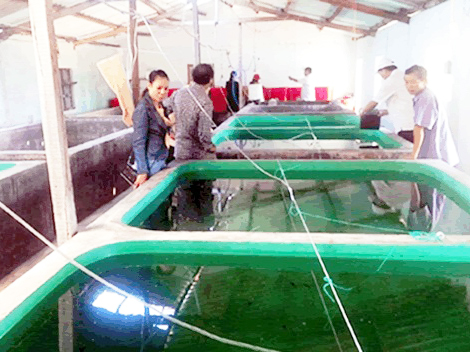Hầu hết cơ sở kinh doanh tôm giống ở Quảng Nam không đáp ứng được yêu cầu