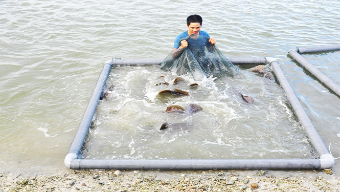 15 năm kinh nghiệm nuôi cá mú nghệ, thu trên dưới 4 tỷ đồng/năm