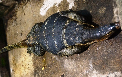 kỳ đà khổng lồ