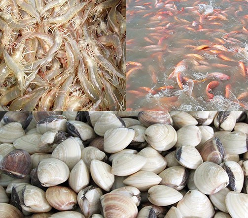 kỹ thuật ứng phó tình hình thời tiết nắng nóng kéo dài, mưa dông bất thường