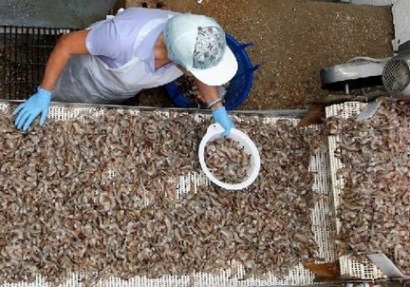 tôm thẻ chân trắng