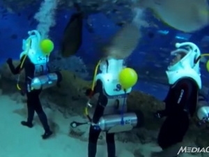 Lặn với cá mập