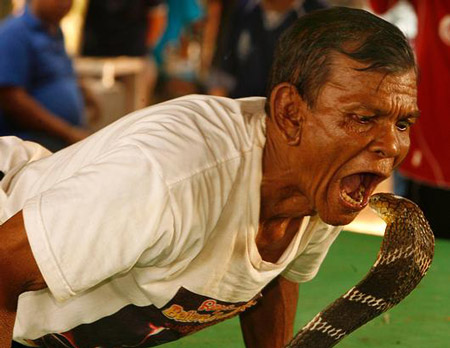 Không hề sợ hãi khi mặt đối mặt với rắn