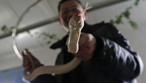 Một khách tham quan đùa nghịch với rắn tại Bảo tàng Văn hóa Rắn Đức Thanh, làng Zisiqiao, tỉnh Chiết Giang. Ảnh: AFP