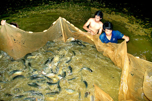 Nông dân thu hoạch cá (Ảnh: Sở KHCN Lào Cai)