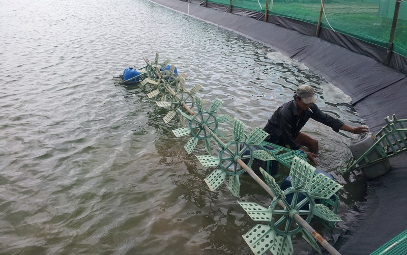 lắp quạt nước ao nuôi tôm