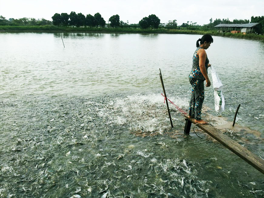 An Giang: Những mô hình liên kết chuỗi hiệu quả