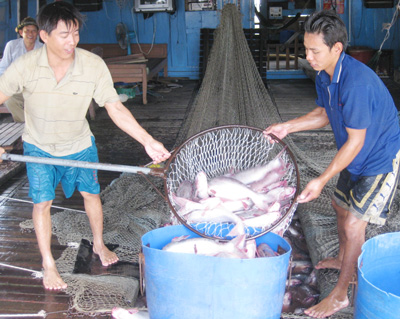 Người nuôi cá tra đang thời gặp khó
