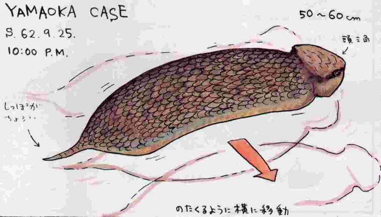 loài Tsuchinoko