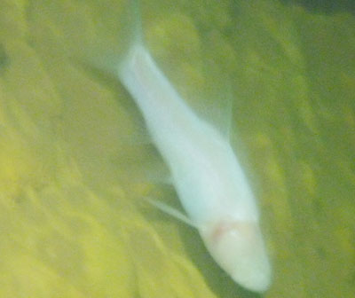 loài cá hang động