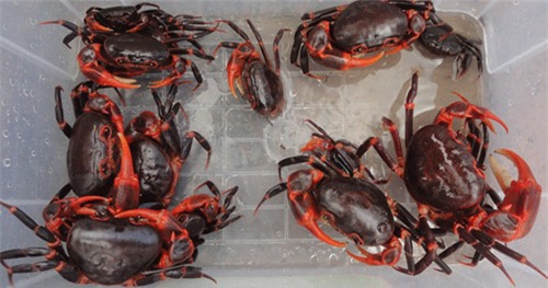 loài cua mới