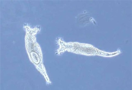 Bdelloid rotifer đã tạo thành các "Tây Lương nữ quốc" kỳ lạ trong thế giới loài vật. Ảnh: Live Science