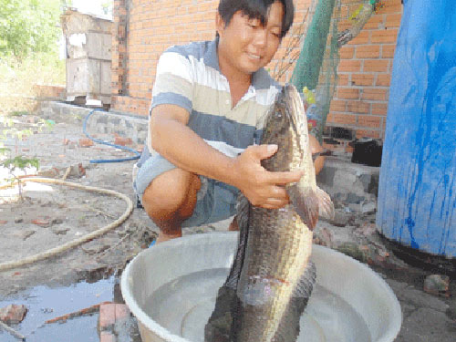 cá lóc nặng 7kg