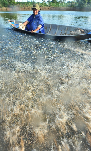 long đong nghề nuôi cá tra