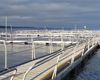 lồng nuôi cá hồi