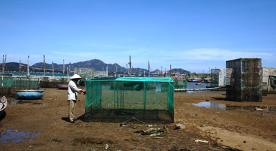 lông nuôi tôm hùm