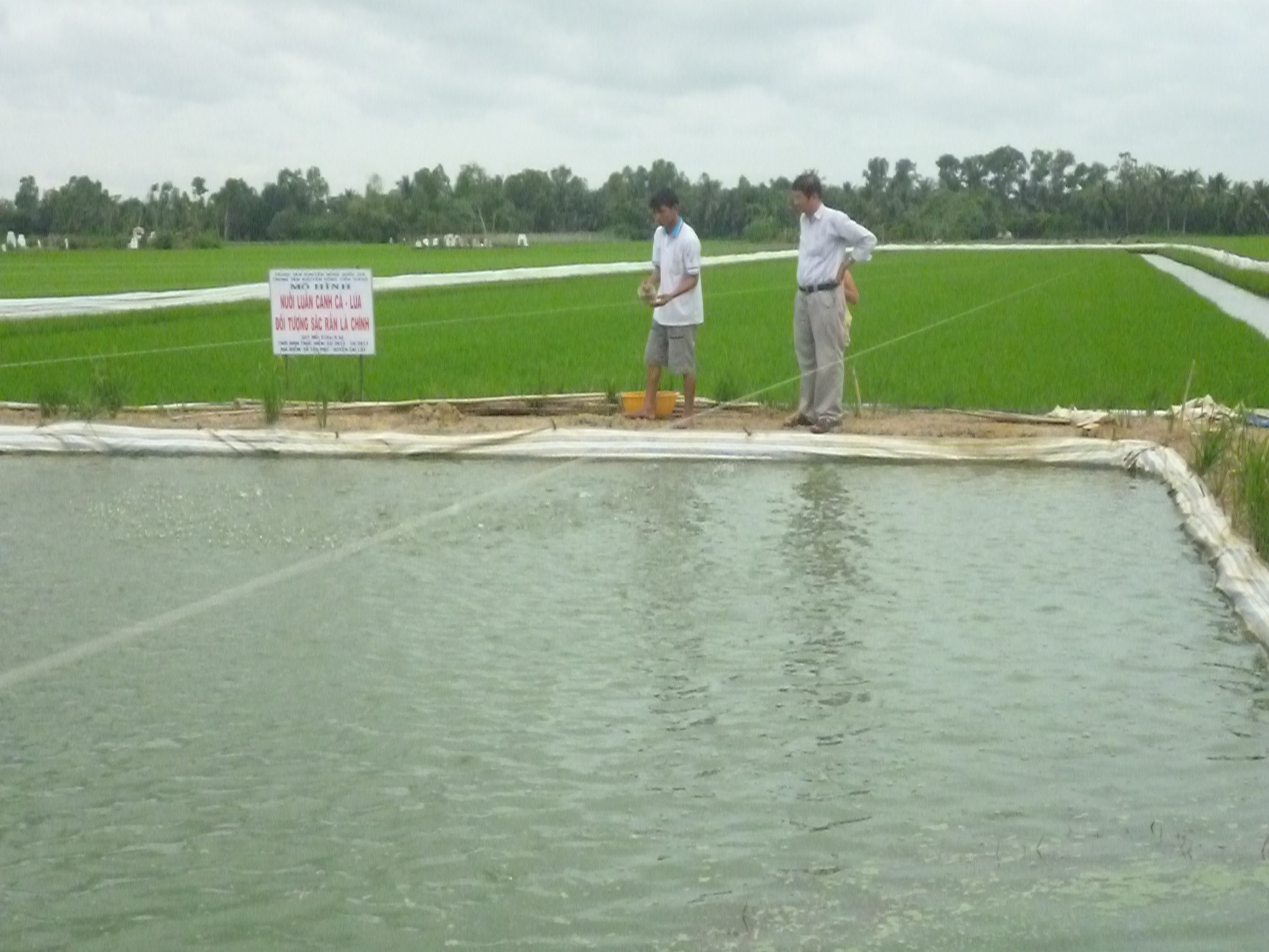 Phát triển tôm  lúa vì kinh tế xanh bền vững  Tạp chí Thủy sản Việt Nam