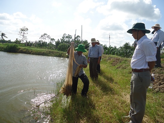 lúa - tôm càng xanh