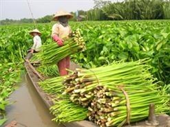 Mỗi ký cọng lục bình khô cũng bán được 7.000 đồng…