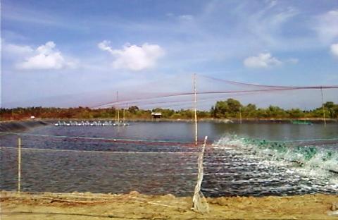 Lưới che chắn để ngăn chim, cò