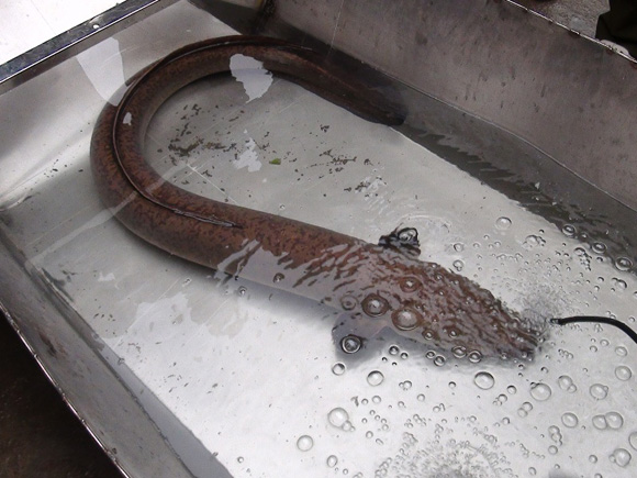 Con lươn dài 1,5m nặng 10 kg mà anh Tý bắt được