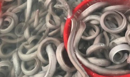 người đưa lươn biển Việt Nam sang Nhật Bản, Hàn Quốc