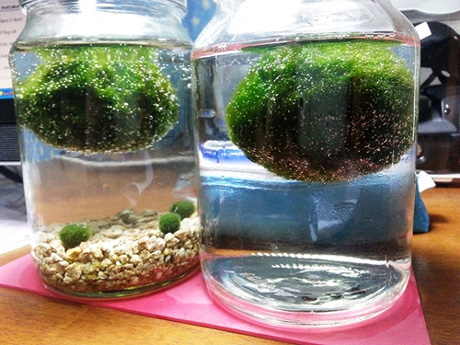 Marimo