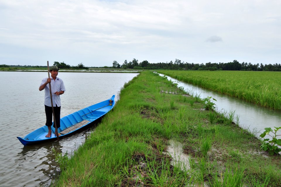 mâu thuẩn lúa tôm, trồng lúa trên đất nuôi tôm, bơm nước mặn trồng lúa, chuyển lúa nuôi tôm, nuôi tôm vùng nước ngọt