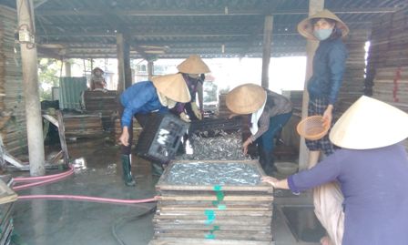 mẻ cá cơm