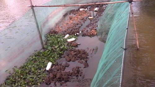 Mô hình nuôi ếch