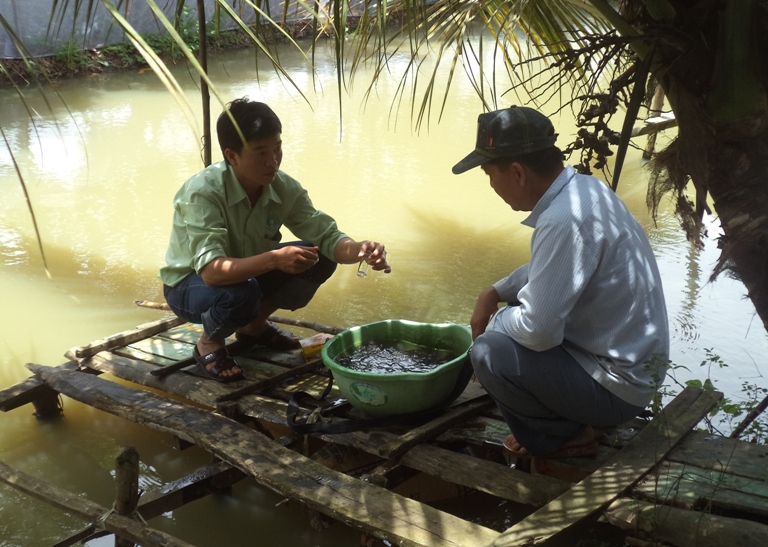 mô hình cá trê vàng