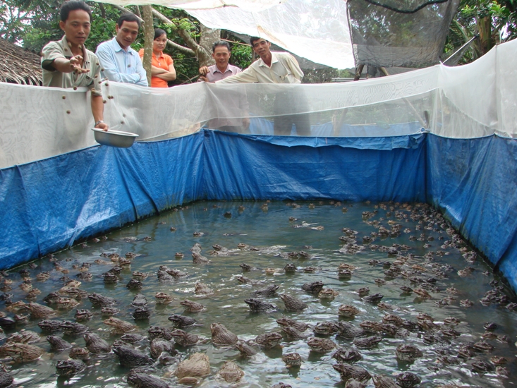 Ếch trên cá dưới  Thu nhập cao  Aquaculture