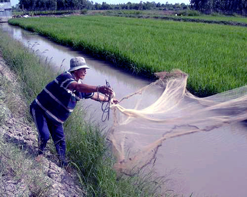 Lãnh đạo huyện tham quan giám sát mô hình sản xuất lúa  cá kết hợp trồng  cây niễng ở xã Kỳ Phú