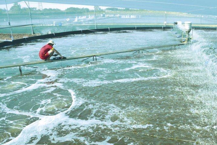 Bạc Liêu: Làm giàu từ nuôi tôm công nghệ cao