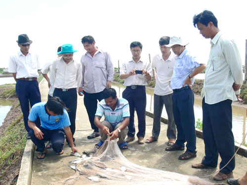 mô hình nuôi cá chẽm