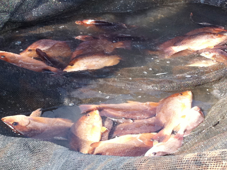 mo hinh nuoi ca hong