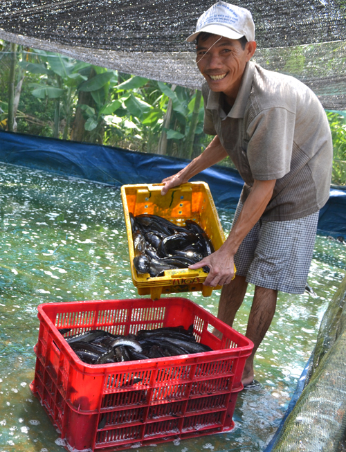 mô hình nuôi cá lóc