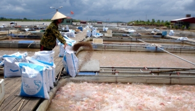 Mô hình nuôi cá lồng