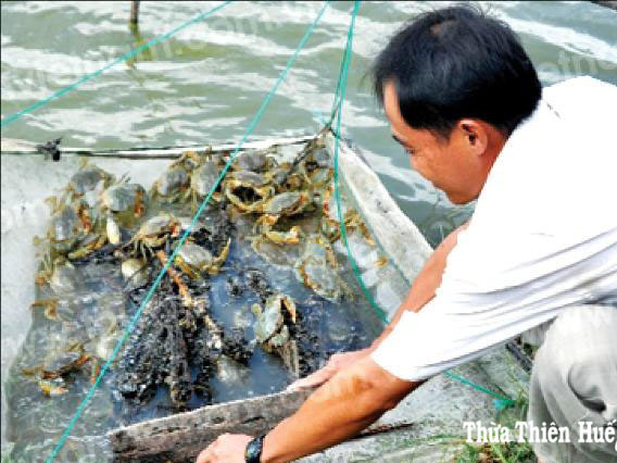 Triển vọng từ mô hình thủy sản mới