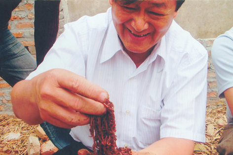 giun quế đang nuôi phổ biến