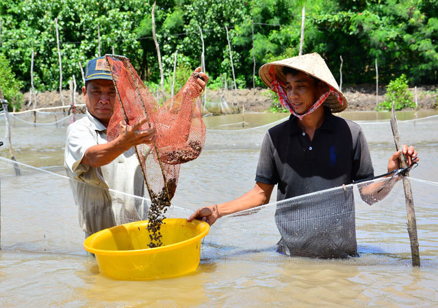 Về xứ U Minh xem mô hình trên rừng, dưới sò, “mò” tiền tỷ