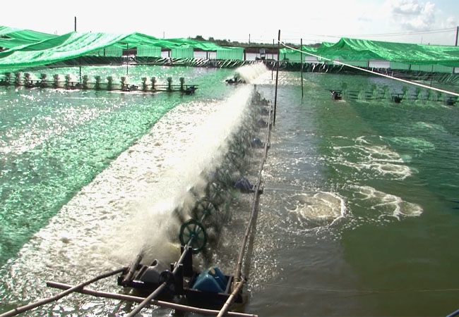 mô hin nuôi tôm an toàn