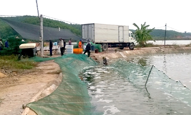 Nông dân làm giàu với mô hình tôm - rừng