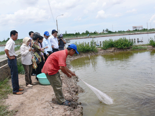 nuôi tôm quảng canh cải tiến